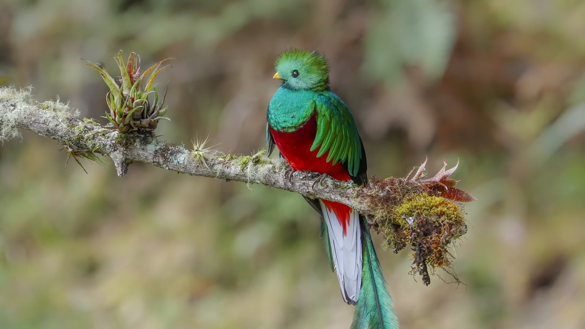 Quetzal resplendente: l'animale emblematico del Guatemala