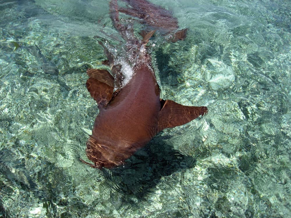 Parco nazionale Bacalar Chico